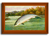 Salmon in a river